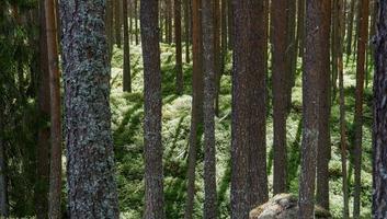Der hohe Baumwald unten füllt sich mit grünem Moos im Freien, das durch natürliches Sonnenlicht und Reflexbaumschatten aufgewärmt wurde foto
