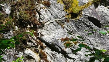 Schließen Sie herauf Bild der Felsenabdeckung mit grünem altem Moos foto