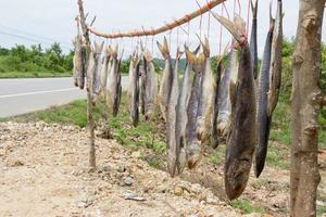 Königsmakrele getrockneter Fisch, gesalzener Fisch foto