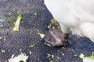 Bein von Cygnus buccinator in der Farm foto