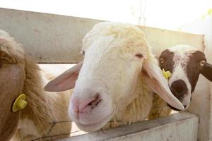 Schafe im Bauernhof, Thailand foto