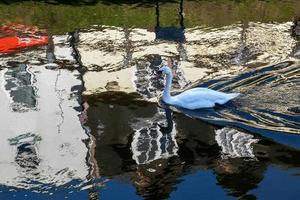 Höckerschwan, der entlang des alten Flusses Nene schwimmt foto