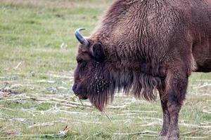 Europäischer Bison, der einen Grashalm kaut foto