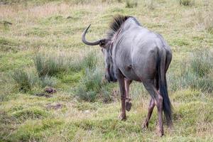 blaues Gnu oder gestromtes Gnu, das durch die Wiese geht foto