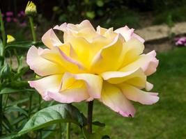 gelbe Rose, Peace, blühend in einem englischen Garten foto