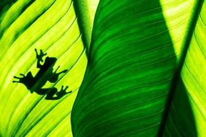 Froschschatten auf natürlichem grünem Blatthintergrund, tropische Laubbeschaffenheit. foto