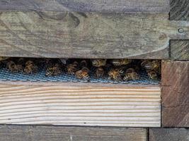 Bienen im Bienenstock in einem Garten in Kent foto