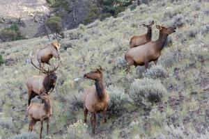 eine Familie von Elchen oder Wapiti, Cervus Canadensis, die durch Buschland in Yellowstone gehen foto