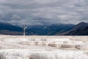 toter Baum in Mammoth Hot Springs foto