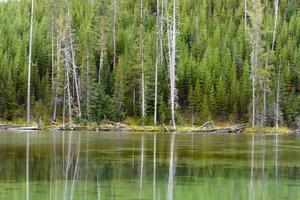 Reflexionen einiger toter Bäume in einem Yellowstone-See foto