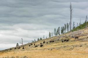 Herde amerikanischer Bisons, die im Yellowstone-Nationalpark wandern foto