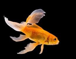 Goldfisch auf schwarzem Hintergrund isoliert foto