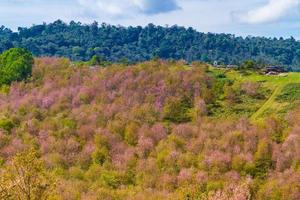 kirschblüten blühen auf dem berg in phu lom lo, provinz phitsanulok, thailand. foto