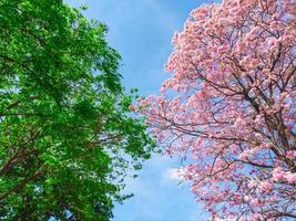 Blumen des rosafarbenen Trompetenbaums mit grünem Blattbaum auf Hintergrund des blauen Himmels. foto