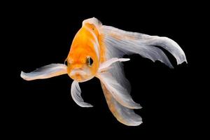 Goldfisch auf schwarzem Hintergrund isoliert foto