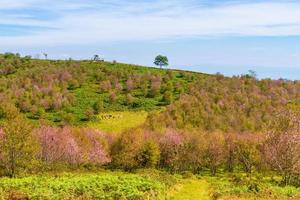 kirschblüten blühen auf dem berg in phu lom lo, provinz phitsanulok, thailand. foto