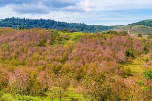 kirschblüten blühen auf dem berg in phu lom lo, provinz phitsanulok, thailand. foto