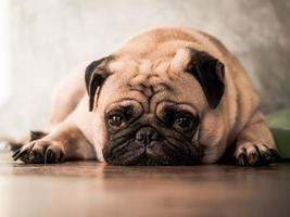 Nahaufnahme eines süßen Pug-Hundes, der sich zu Hause auf Holzboden hinlegt. foto