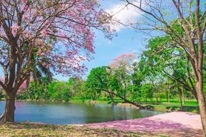 blumen von rosa trompetenbäumen blühen im öffentlichen park von bangkok, thailand foto