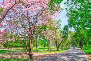 blumen von rosa trompetenbäumen blühen im öffentlichen park von bangkok, thailand foto