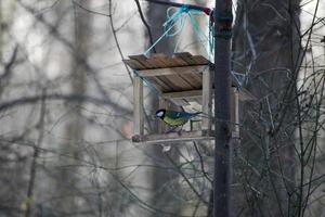 Meise in der hölzernen Vogelhäuschen im Park im Winter. süße meise im vogelhäuschen foto