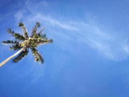 sommernaturszene, tropische pflanzen, kokospalmen auf blauem himmelhintergrund. foto