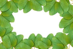 grünes Blattmuster, Herbstpflanzenblatt isoliert auf weißem Hintergrund, Ziegenfußkriechpflanze, Ipomoea-Antidot-Quallen, Ipomoea-Pes-Caprae foto