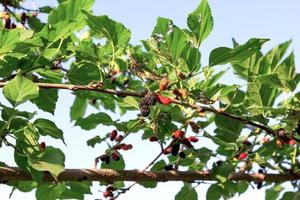 Rote Maulbeerfrucht im Bauernhof. foto