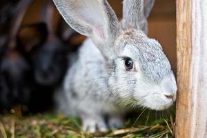 Süßes graues und braunes Kaninchen in einem Käfig, Nahaufnahme foto