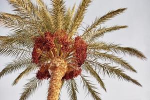 Palme mit Dattelfrüchten gegen blauen Himmel, getöntes Foto