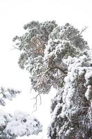 Schneebedeckte Bäume im Wald nach einem Schneefall. Fichten und Kiefern im weißen, natürlichen Hintergrund foto