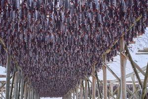 Lufttrocknung von Lachsfischen auf Holzkonstruktion im skandinavischen Winter foto