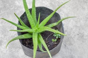 Aloe Vera ist ein Kraut im Topf foto