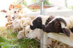Schafe im Bauernhof, Thailand foto