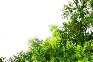 grüne Bambusblätter lokalisiert auf weißem Hintergrund foto