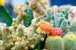 Nahaufnahme verschiedener Kakteen im Garten foto