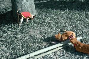 braune Katze mit Hund, Filterwirkung foto