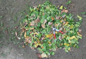 Gartenschere auf haufengeschnittenen Blättern, die sich auf organischen Dünger vorbereiten. Umwandlung von biologisch abbaubarem Material in fruchtbaren Boden. foto