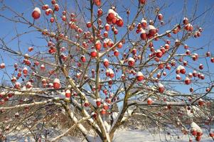 Äpfel auf schneebedeckten Bäumen foto