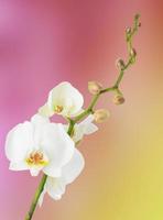 weiße Orchidee auf farbigem Hintergrund foto