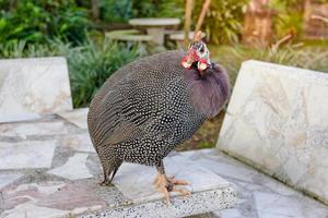 schönes Perlhuhn auf Tischfelsen foto