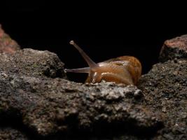 Nahaufnahme einer Gartenschnecke foto