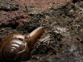 Nahaufnahme einer Gartenschnecke foto