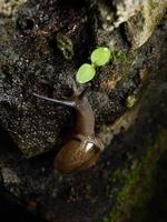 Nahaufnahme einer Gartenschnecke foto