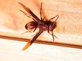 Bild der Papierwespe ropalidia fasciata auf einem Holztisch foto