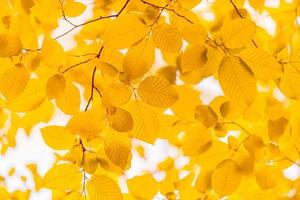 Natur der gelb-orangeen Blätter im Herbstgarten. natürliche helle blätter pflanzen, die als herbstliche hintergrundabdeckung umwelt-ökologie-tapete verwenden. herbstlaub sonnige natur. Herbsttraum verschwommenes Makro foto