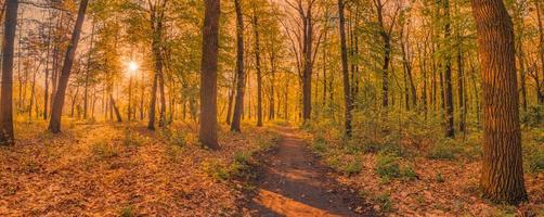 erstaunliche Herbstlandschaft. Panorama Waldnatur. lebhafter morgen in buntem wald mit sonnenstrahlen orange goldenen blättern bäume. idyllischer sonnenuntergang, traumhafter landschaftlicher weg der fantasie. schöner herbst park fußweg