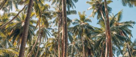 grüne palmen gegen sonnenunterganghimmel. tropischer dschungelwald mit strahlend blauem himmel, panoramisches naturbanner. Idyllische Naturlandschaft, mit Blick auf den niedrigen Standpunkt. Sommerurlaub Hintergrund foto