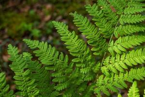 Nahaufnahmeblätter der ältesten Pflanzenfarne im Wald. foto