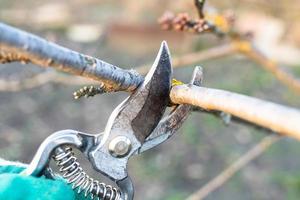 Kirschzweig mit Handschere aus nächster Nähe beschneiden foto